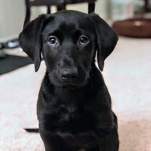 Meet your Posher, Marjorie